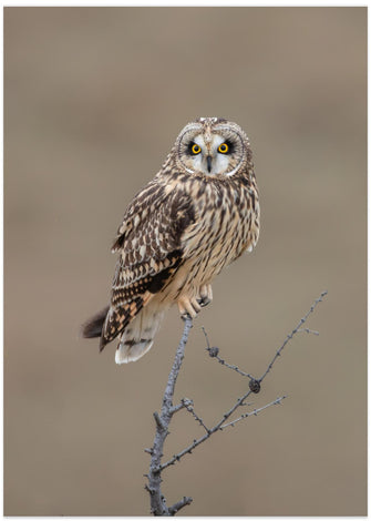 Art Prints of Short-eared Owl