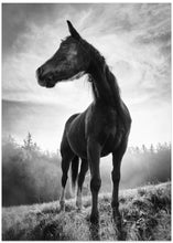 Art Prints of Backlight horse