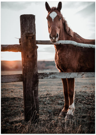 Art Prints of Horse Farm in Skároš, Slovakia