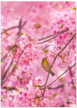 Art Prints of cherry blossoms and bird