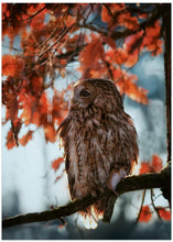 Art Prints of Resting owl with prey