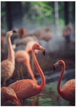 Art Prints of Flamingo