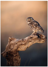 Art Prints of Little owl