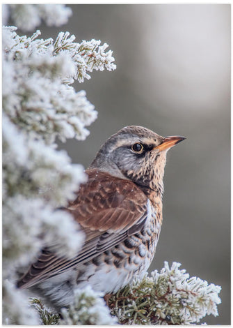 Art Prints of Fieldfare in a winter setting