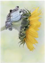 Art Prints of Frog Sunshine