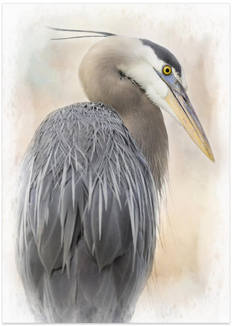 Art Prints of Great Blue Heron Portrait