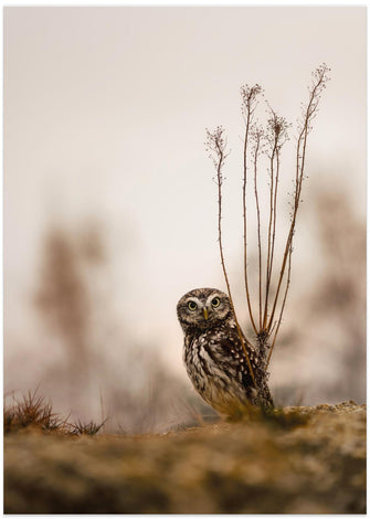 Art Prints of Screech owl in the morning