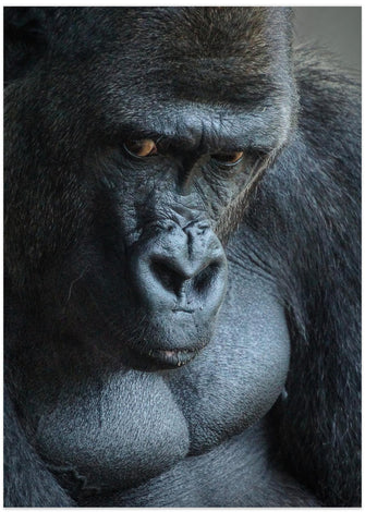 Art Prints of Unhappy Gorilla