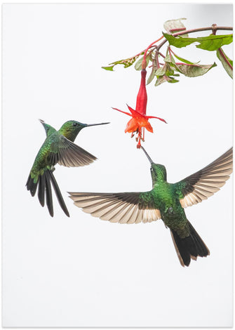 Art Prints of Two hummingbirds at a flower