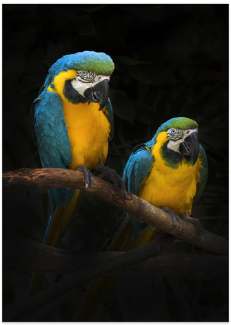 Art Prints of Macaw Parrots