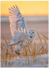 Art Prints of Snowy Owl