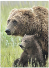 Art Prints of Momma Bear and Cub Portrait