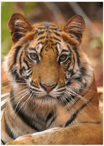 Art Prints of The Tiger Portrait