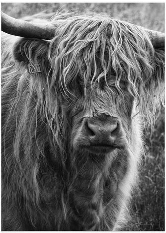 Art Prints of Highland cattle