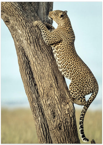 Art Prints of Leopard In Africa