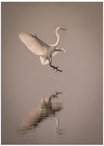 Art Prints of Graceful landing