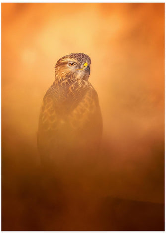 Art Prints of Long-legged Buzzard