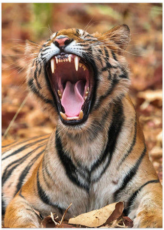 Art Prints of The Yawning Tiger