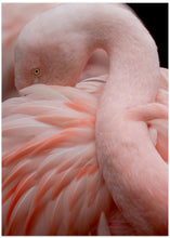 Canvas Art Print Portrait of a Pink Flamingo