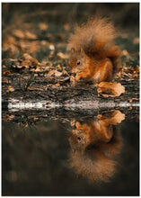 Canvas Art Print Reflection of a red squirrel