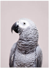 Canvas Art Print African Grey