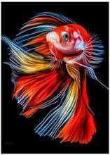 Canvas Art Print Colorful Fish