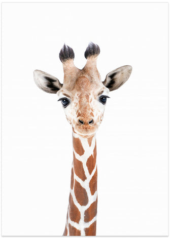 Canvas Art Print Baby Giraffe