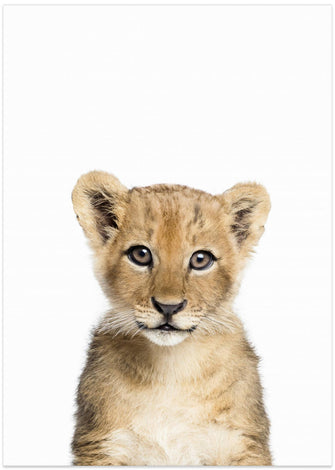 Canvas Art Print Baby Lion