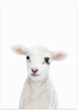 Canvas Art Print Baby Lamb