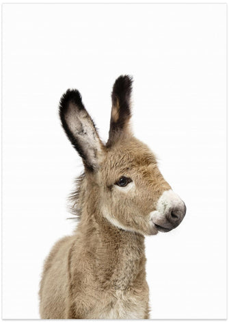 Canvas Art Print Baby Donkey