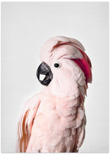 Canvas Art Print Pink Cockatoo