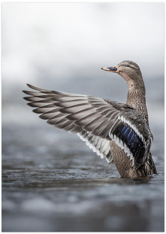 Canvas Art Print Female mallard with outstretched wings