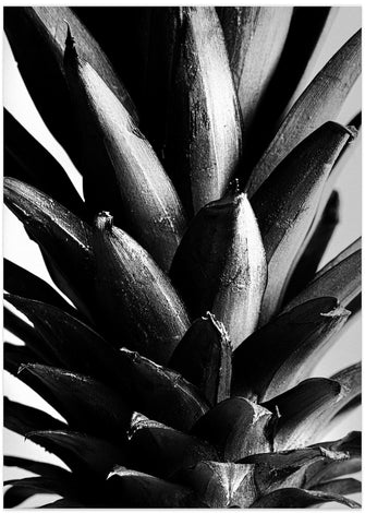 Art Prints of Pine B&w