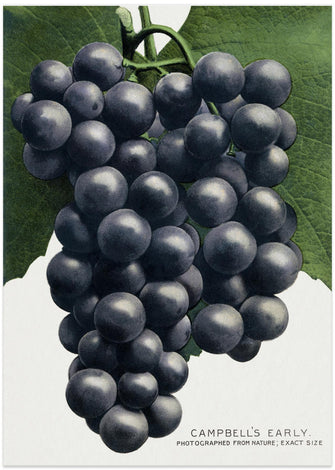 Art Prints of Campbell's Early Grape Lithograph