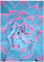 Art Prints of Blue and Pink Succulent