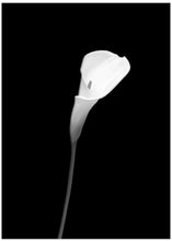 Art Prints of Calla | dark design