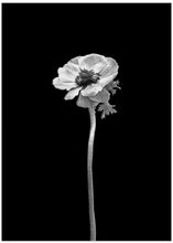 Art Prints of Anemone coronaria | dark design