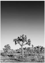 Art Prints of Joshua Trees - monochrome