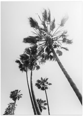 Art Prints of Palm trees in the sun | monochrome