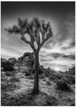 Art Prints of Charming sunset in Joshua Tree National Park