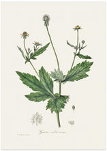 Art Prints of Wood Avens (geum Urbanum)  Medical Botany