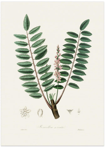 Art Prints of Boswellia Serrata Medical Botany