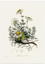 Art Prints of Chamomile (anthemis Nobilis) Medical Botany