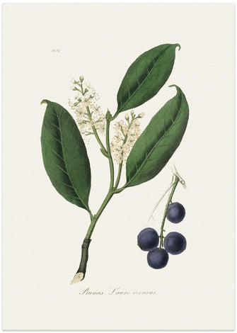 Art Prints of Cherry Laurel (prunus Laurocerasus) Medical Botany