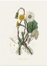 Art Prints of Coltsfoot (tussilago Farfara)  Medical Botany