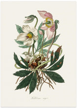 Art Prints of Christmas Rose (helleborus Niger)  Medical Botany