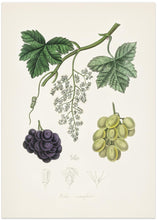 Art Prints of Common Grape Vine (vitis Vinifera) Medical Botany