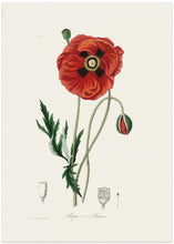 Art Prints of Common Poppy (papaver Rhoeas) Medical Botany