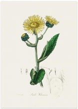 Art Prints of Elecampane (inula Helenium) Medical Botany