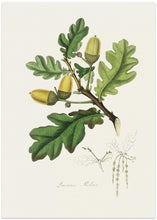 Art Prints of English Oak (quercus) Medical Botany